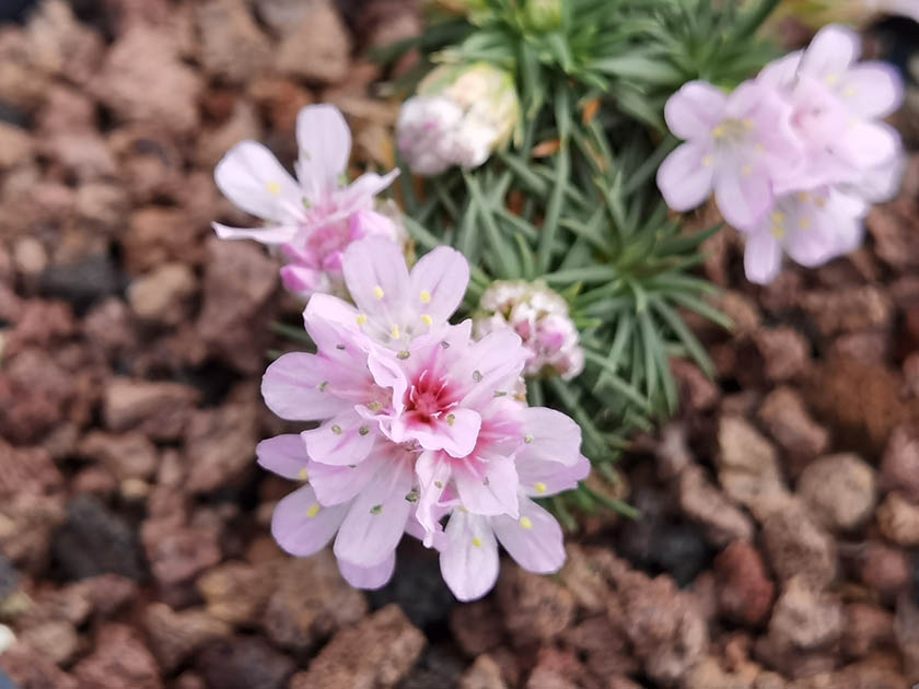 Armeria juniperifolia 'Lelekovice'
